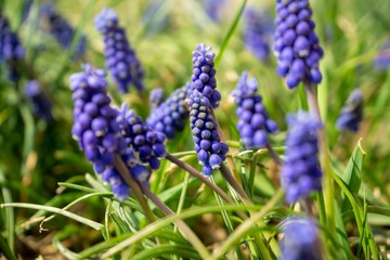 Blue Muscari flower in the garden during spring. Slovakia