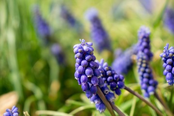 Blue Muscari flower in the garden during spring. Slovakia