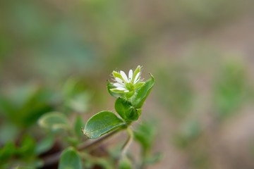 Gilliflower in the grass in the garden during spring flowering. Slovakia
