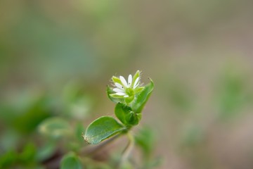 Gilliflower in the grass in the garden during spring flowering. Slovakia