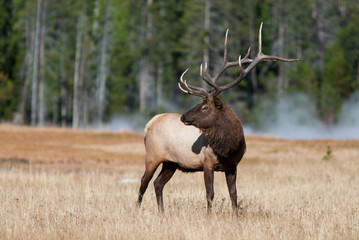 Elk, Yellowstone National Park