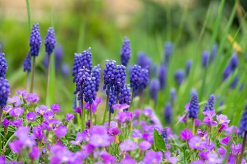 Blue Muscari flower in the garden during spring. Slovakia