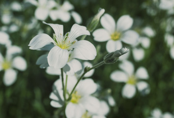 Beautiful spring flowers in Sunny weather on grass background