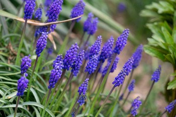 Blue Muscari flower in the garden during spring. Slovakia