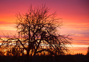 The tree against sunset and colored sky