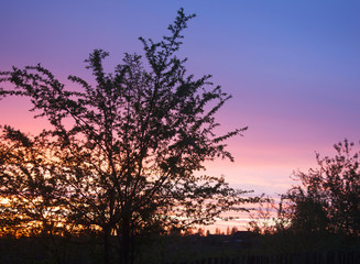 Fototapeta na wymiar The tree against sunset and colored sky