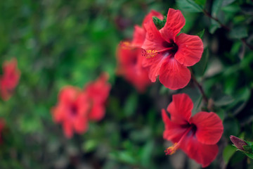 Red hibiscus(karkade) plant in the garden