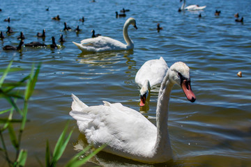swan on lake