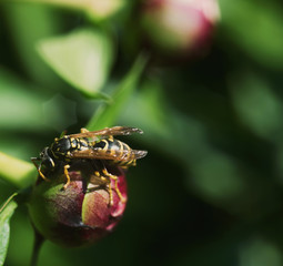 The wasp sits on a peony Bud in Sunny weather