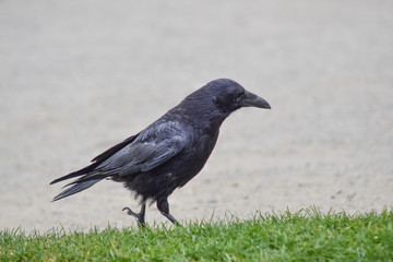 crow on grass