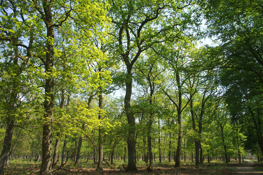 diersfordter wald