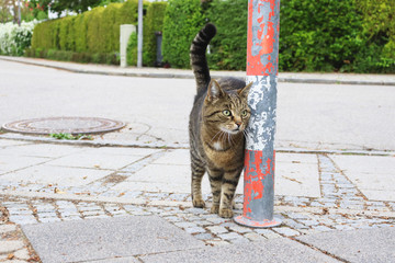 Obraz premium Katze