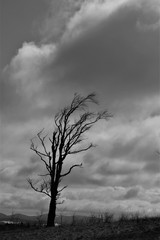  lonely tree