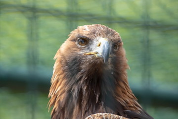 Steinadler
