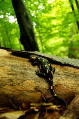 salamander on tree