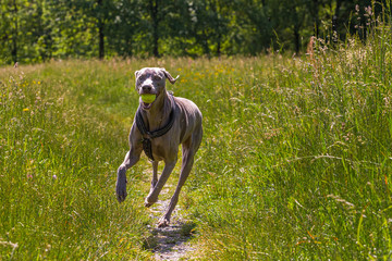Weimaraner dog running in the fields with a ball in his mouth