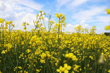 Raps als Nahaufnahme