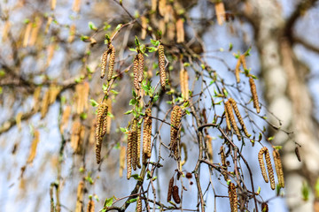 Naklejka premium branches of a brich tree
