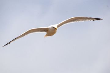 seagull