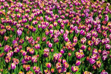 Purple and white spring tulips blooming in a garden