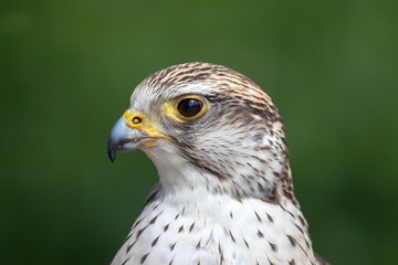 Sakerfalke