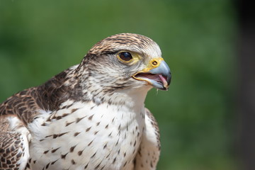 Sakerfalke