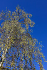 branches of a brich tree
