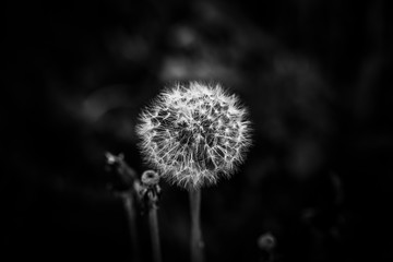 Subtle dandelion in black and white - minimalistic