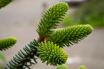 Detailed capture of new young shoots of Abies pinsapo (Spanish fir)