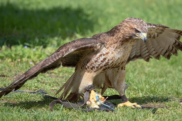 Bussard