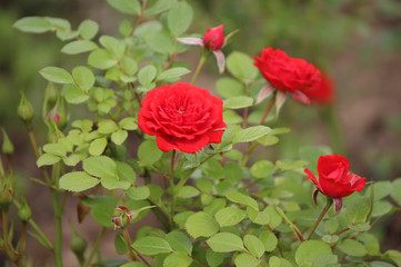 Rose flowers