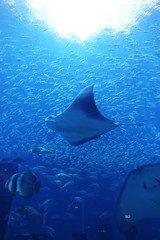  sea ​​fish and stingrays in a large aquarium