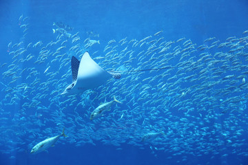  sea ​​fish and stingrays in a large aquarium