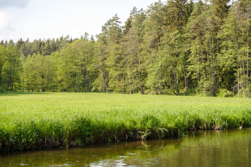 zielona polana w lesie nad brzegiem rzeki Rospudy
