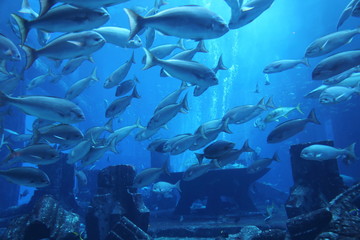 Fototapeta na wymiar sea ​​fish in a large aquarium