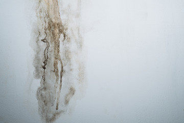 Closeup of a mold wall with fungus