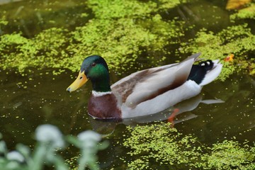 mallard duck, ( Anas platyrhynchos) on a garden pond.