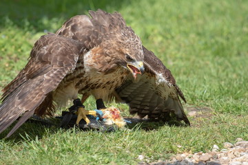 Bussard