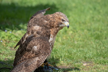 Bussard