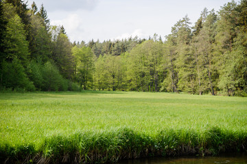 zielona polana w lesie nad brzegiem rzeki Rospudy - obrazy, fototapety, plakaty