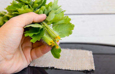 Person holding punch of Chelidonium majus leaves( also known:greater celandine, nipplewort,...