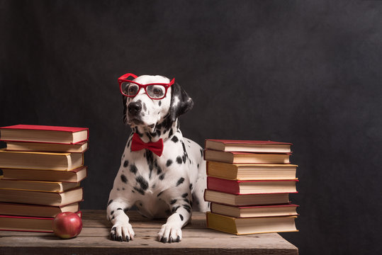 Dalmatian dog with reading glasses and red bow, sitting down between piles of books, on black background. Intelligent Dog professor among stack of books.Copy Space