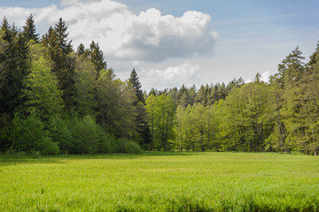 zielona polana w lesie nad brzegiem rzeki Rospudy