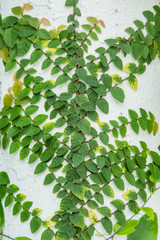 Fototapeta na wymiar climbing plants on white wall