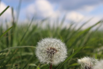 Naklejka premium Pusteblume Löwenzahn Nahaufnahme
