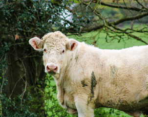 Fototapeta premium Bull on the farm in the stall. Dairy, eating.
