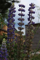 flowers in the garden