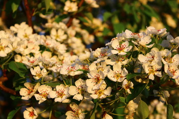 flowers in the garden