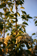 branch of a tree