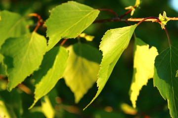 green maple leaves